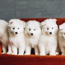 Samoyeds from Seven Diamond Samoyeds