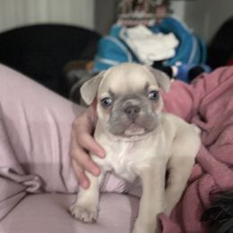 Sunny - Blue fawn male French Bulldog puppy in West Hempstead, New York from Long Island Frenchie