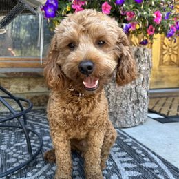 Teddy - Goldendoodle