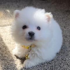 Boy 3 - White male American Eskimo Dog puppy in Macomb County, Michigan from Northland Skies Eskies