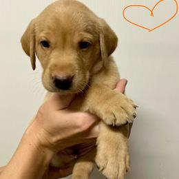 Orange - Yellow male Labrador Retriever puppy in Newaygo, Michigan from Royal Oak Gundogs