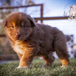 Rooster - Red tri-color male Australian Shepherd puppy in Buena Vista, Colorado from Wigglebutts Unlimited
