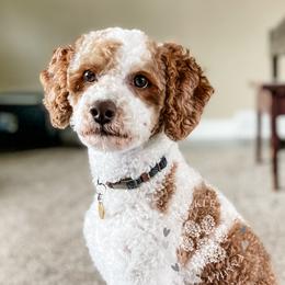 Jack - Poodle
