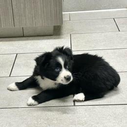 Crystal (1 blue eye) - Black & white female Australian Shepherd puppy in Piedmont, Oklahoma from HeartDriven Aussies