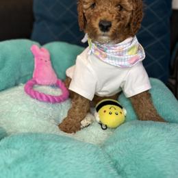 Judy - Red  female Goldendoodle puppy in Miami, Florida from Magdoodles