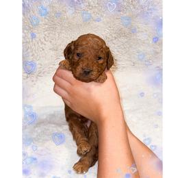Chilly - Red  male Goldendoodle puppy in Kissimmee, Florida from Poodle Doodle Kennels