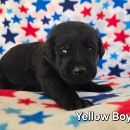 Yellow Boy - Black male Labrador Retriever puppy in Potosi, Wisconsin from Point and Flush Gun Dogs