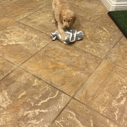 Double Doodle Puppies from Royal Litter