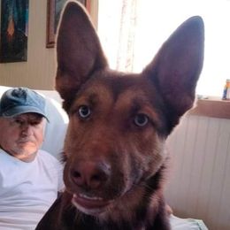 Annika - German Shepherd