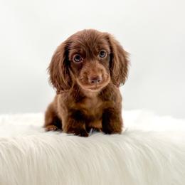 Bailey - Chocolate male Dachshund puppy in Litchfield, Illinois from Charmm Dachshunds