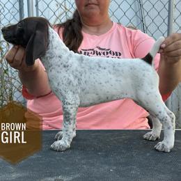 Girl 3 - Black and white female German Shorthaired Pointer puppy in Dearborn, Missouri from Hardwood Kennels