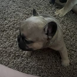 Blue collar - French Bulldog puppy in Derby, Kansas from Staci Tosh's French Bulldogs