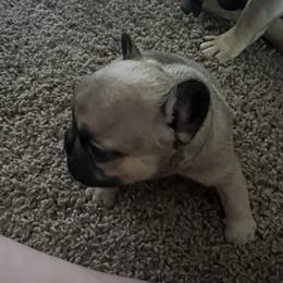 Blue collar - French Bulldog puppy in Derby, Kansas from Staci Tosh's French Bulldogs
