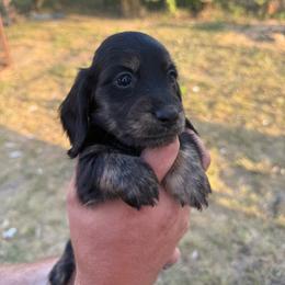 Girl 1 - Black and tan female Dachshund puppy in Krum, Texas from AG Dachshunds