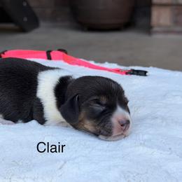 Clair - Black tan and white female Beagle puppy in Mansfield, Missouri from Rippee Creek Kennel