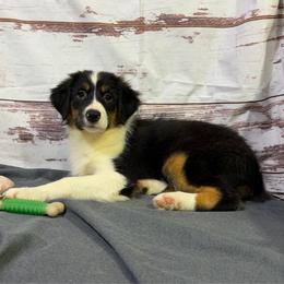 Dolly - Black tri female Miniature American Shepherd puppy in Clinton, Missouri from Mockingbirds American Minis
