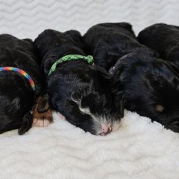 Tulip - Tri-color female Bernedoodle puppy in Granton, Wisconsin from Rose River Farms