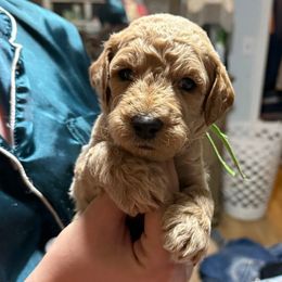 Green Collar - Apricot male Goldendoodle puppy in Winchester, Tennessee from Mahaffey’s Doodles