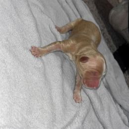 Lola - Cream female Goldendoodle puppy in Pleasant Hill, Iowa from Courtney Nicole's Mal Shihs & Goldendoodles