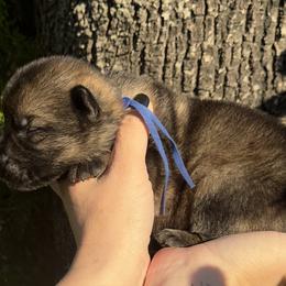 Ned Stark - Sable male German Shepherd puppy in Chino, California from BlueStone K9