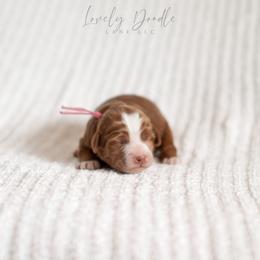 Pink Collar Girl - Caramel red female Australian Labradoodle puppy in Thousand Oaks, California from Lovely Doodle Lane
