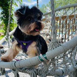 Bandit - Yorkshire Terrier