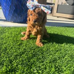 Ariel - Red  female Goldendoodle puppy in Phoenix, Arizona from Amore Doodles & Poodles