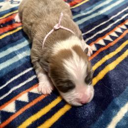 Pink Collar Girl Willow - Sable female Pembroke Welsh Corgi puppy in Paris, Kentucky from Flat Run Corgis