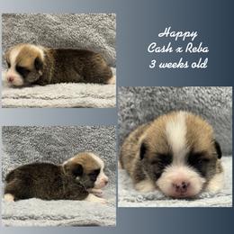 Happy - Red male Pembroke Welsh Corgi puppy in Stephenville, Texas from Rising JM Pembrokes