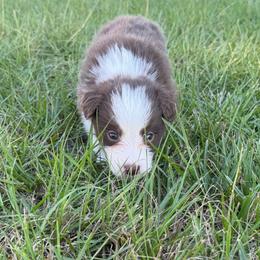 Gible - Chocolate male Border Collie puppy in Hephzibah, Georgia from Astoria Border Collies