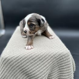 Ruger - Blue merle male Miniature Australian Shepherd puppy in Queen Creek, Arizona from Arizona Aussies