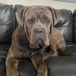 Cane Corso from Cali Raised Corso