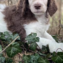 Poodle Puppies from Granny's Poodles