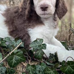 Poodle Puppies from Granny's Poodles