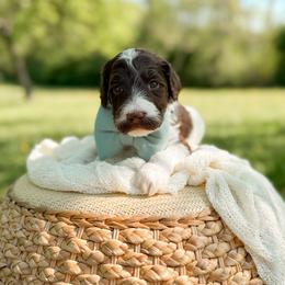 Mousse - Parti male Goldendoodle puppy in Ooltewah, Tennessee from Allison Family Doodles