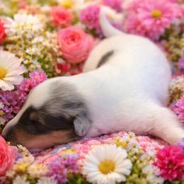 Lou - White merle female Collie puppy in Carencro, Louisiana from Cajun Bayou's Collies LLC