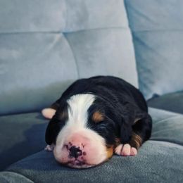 Monsoon - Bernese Mountain Dog puppy in Hotchkiss, Colorado from Grand Mesa Mountain Dogs