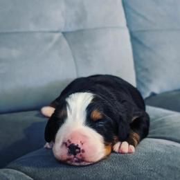Monsoon - Bernese Mountain Dog puppy in Hotchkiss, Colorado from Grand Mesa Mountain Dogs