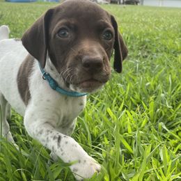 Girl 5 - Liver and white German Shorthaired Pointer puppy in Ellsworth, Minnesota from Zitzloff’s Pointers