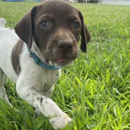 Girl 5 - Liver and white German Shorthaired Pointer puppy in Ellsworth, Minnesota from Zitzloff’s Pointers