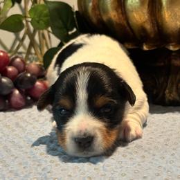 Harley - Black tan and white male Biewer Terrier puppy in Oklahoma from Rocky Oak Cavaliers & Biewer Terriers LLC