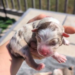 Arches (Archie) - Red tri-color male Miniature American Shepherd puppy in Harrisonville, Missouri from Trailside Mini Aussies