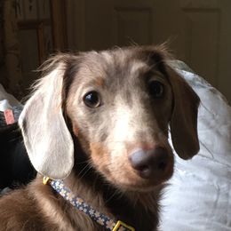 Freida - Dachshund