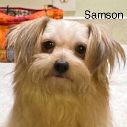Sam - Mi-Ki