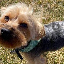 Yorkshire Terriers from Rocky Mountain Yorkies