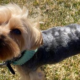 Yorkshire Terriers from Rocky Mountain Yorkies