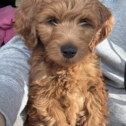 Bernedoodle and Goldendoodle All Grown Up from Dainty Doodle Dogs
