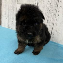 Orange - Black and red male German Shepherd puppy in Herrick, South Dakota from Dakota Shepherds Kennels