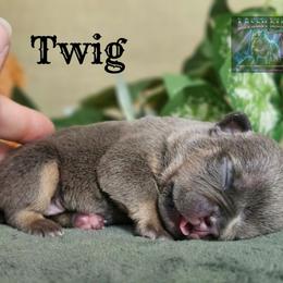 Twig will be pet homed - Blue tri-color male American Bully puppy in Mobile, Alabama from Laser Elite Bullies