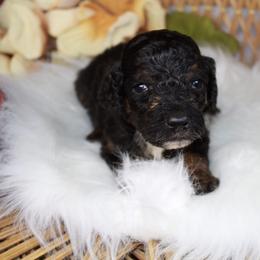 Male 1 - Black tri-color male Aussiedoodle puppy in Belgreen, Alabama from Scott’s Farm Poodles and Doodles